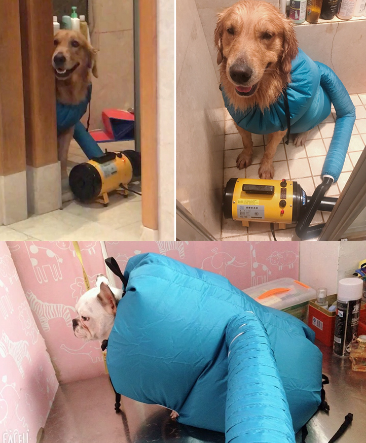 Golden retriever and French bulldog wearing a blue inflatable pet drying bag connected to a yellow grooming dryer.