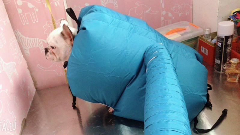 French bulldog wearing a blue, inflatable pet grooming dryer box with an attached air hose.